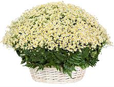 Цветочная композиция из Ромашки в корзине #REPLACE_PRED# Елань-Колено